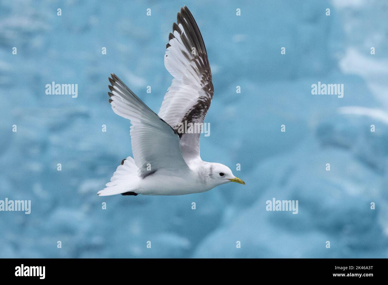 Kittiwake à pattes noires (Rissa tridactyla), vue latérale d'un jeune de deuxième année en vol, région sud, Islande Banque D'Images