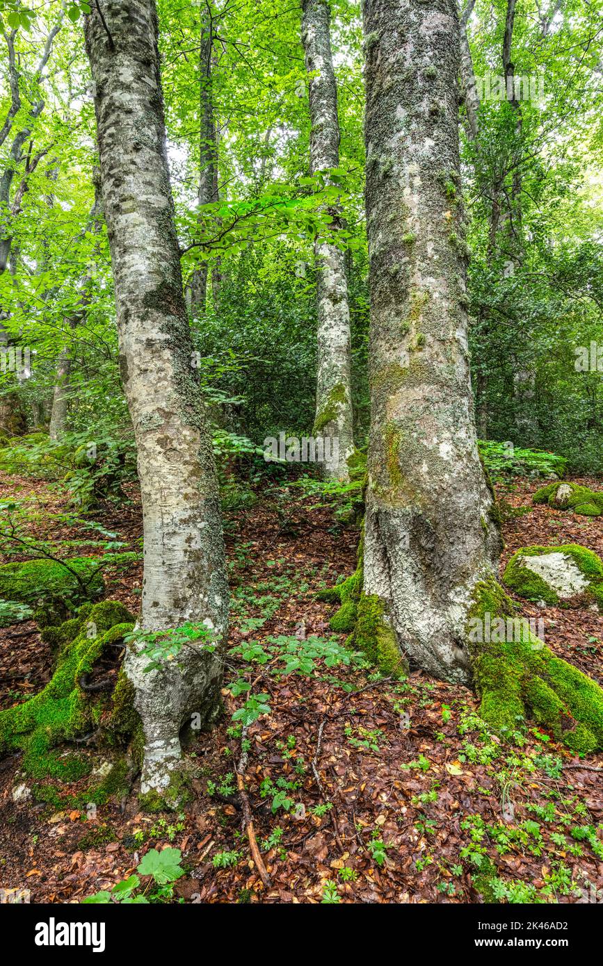 Porte-Cartes En Bois De Hêtre Massif Yellow Mountain - Lot De 2 Pour Jeux De Société