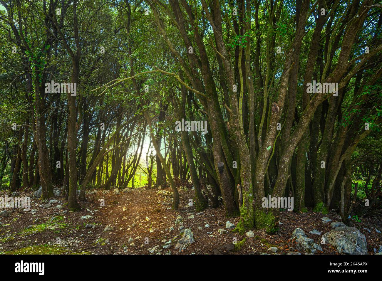 La réserve naturelle de Foresta Umbra est une zone naturelle protégée du parc national du Gargano. Le nom 'Umbrian' provient du latin : sombre, ombragé. Banque D'Images