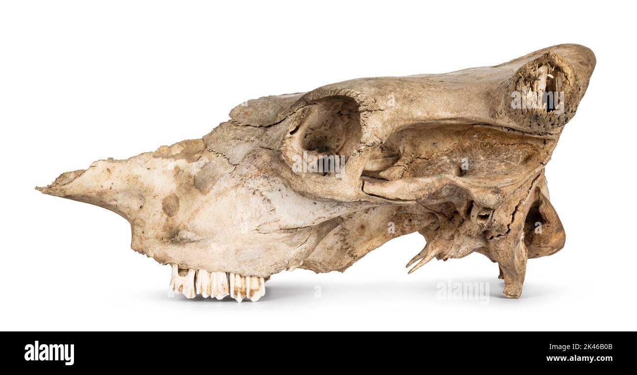 Vue latérale du crâne de vache. Isolé sur un fond blanc. Banque D'Images