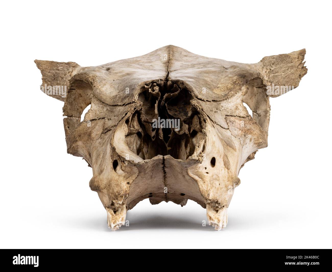 Vue avant du crâne de vache. Isolé sur un fond blanc. Banque D'Images