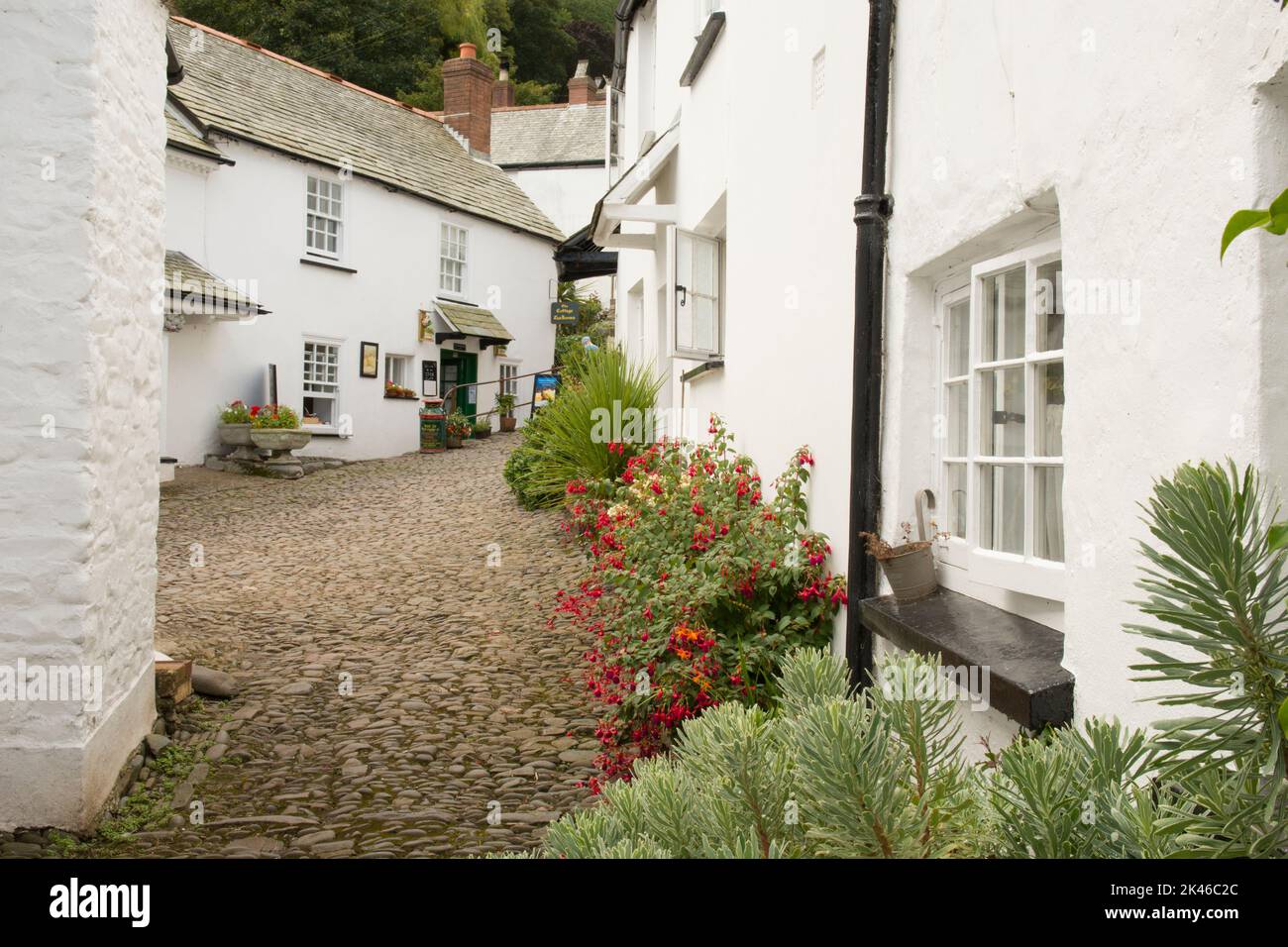 Vieux cottages blancs pittoresques sur une petite rue dans le village de Clovelly, North Devon, Royaume-Uni, août. Banque D'Images
