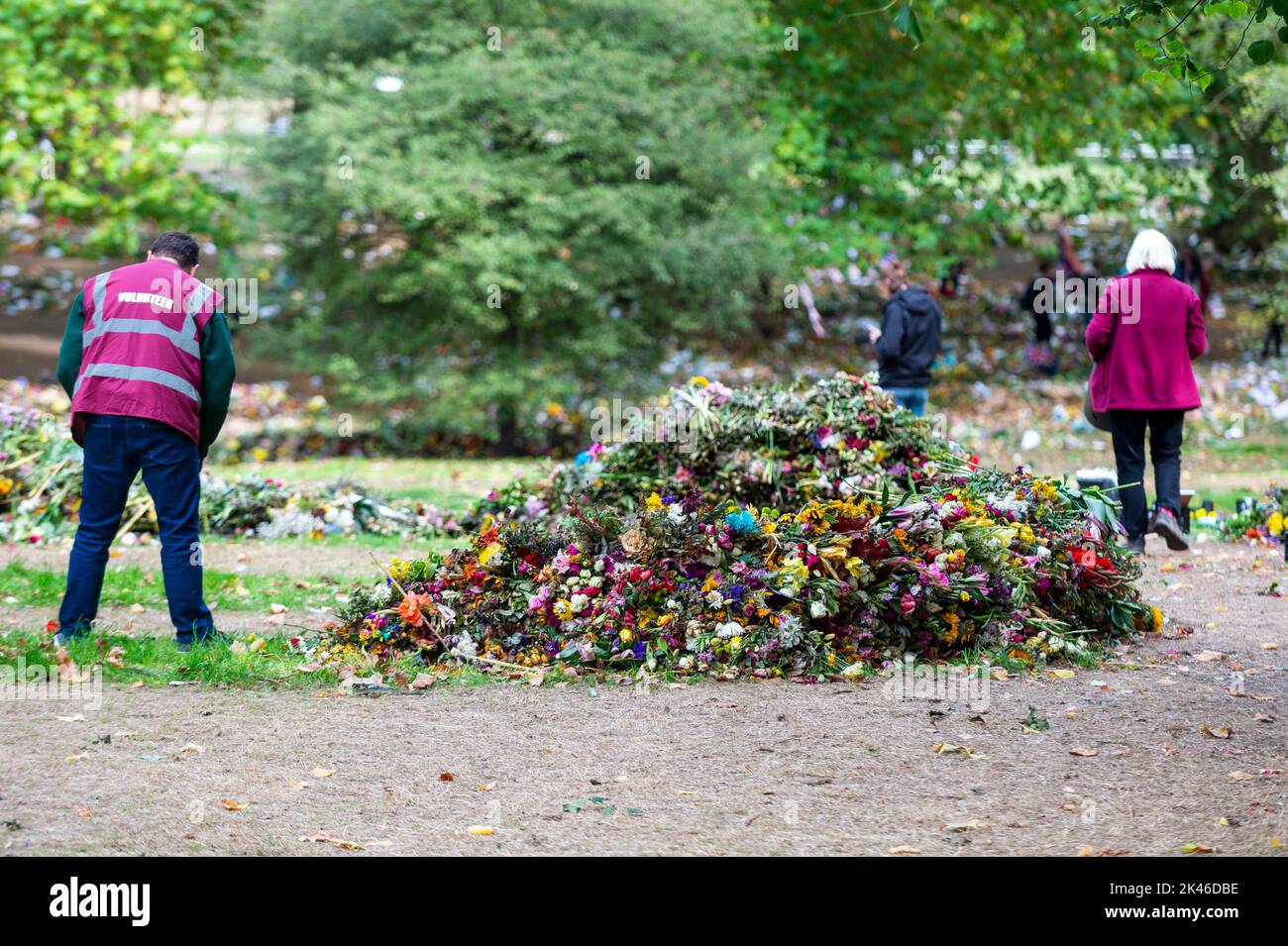 Londres, Royaume-Uni. 30 septembre 2022. Des bénévoles au travail à Green Park défrichant des milliers d'hommages floraux laissés par les amateurs de deuil après la mort de la reine Elizabeth II Le travail de pâture implique l'examen de chaque bouquet de fleurs, maintenant en décomposition, pour enlever les bandes en caoutchouc, le plastique et le cellophane pour l'élimination. Les matières organiques seront compostées dans les jardins du Palais de Kensington, les dédicaces et les notes écrites seront conservées pour archivage. Les bénévoles ont remarqué les matériaux d'emballage moins écologiques utilisés par l'industrie florale. Credit: Stephen Chung / Alamy Live News Banque D'Images