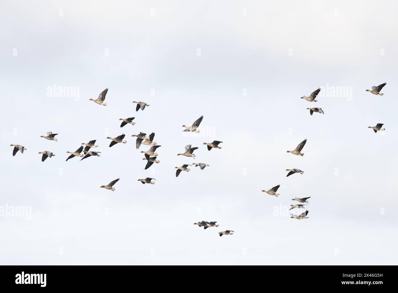 La Bernache à pieds roses (Anser barchyrhynchus) flock volant Norfolk UK GB septembre 2022 Banque D'Images