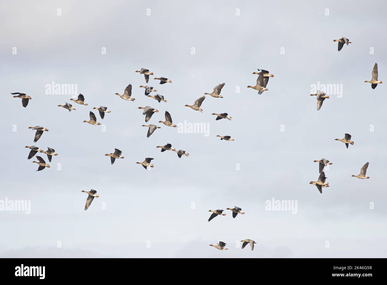 La Bernache à pieds roses (Anser barchyrhynchus) flock volant Norfolk UK GB septembre 2022 Banque D'Images