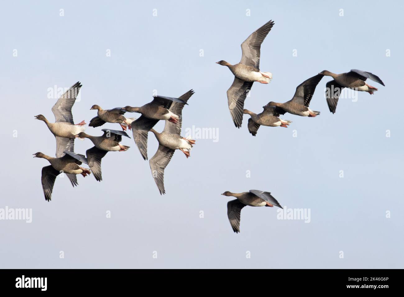 La Bernache à pieds roses (Anser barchyrhynchus) flock volant Norfolk UK GB septembre 2022 Banque D'Images