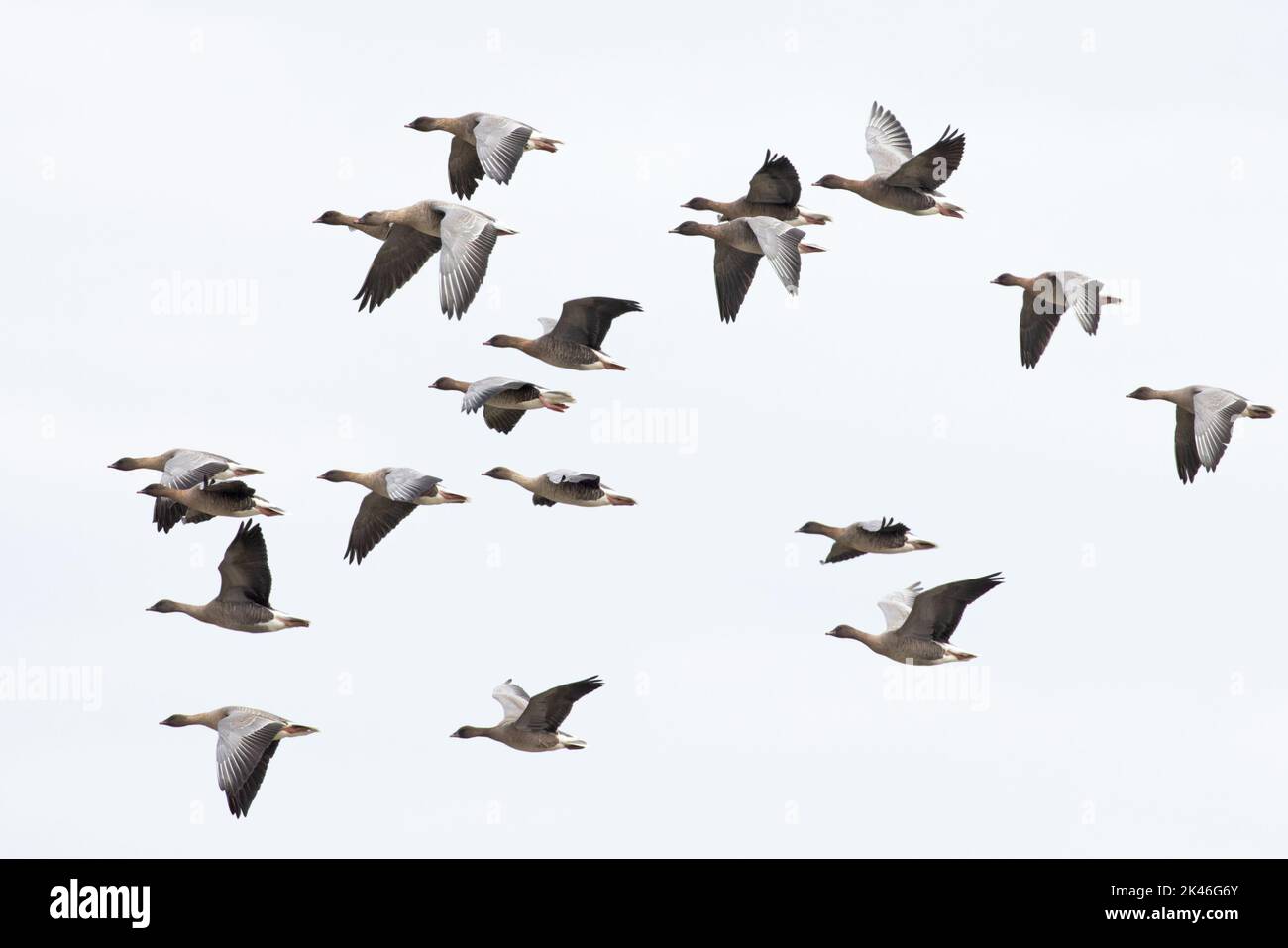 La Bernache à pieds roses (Anser barchyrhynchus) flock volant Norfolk UK GB septembre 2022 Banque D'Images