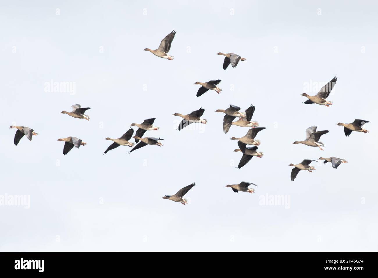 La Bernache à pieds roses (Anser barchyrhynchus) flock volant Norfolk UK GB septembre 2022 Banque D'Images