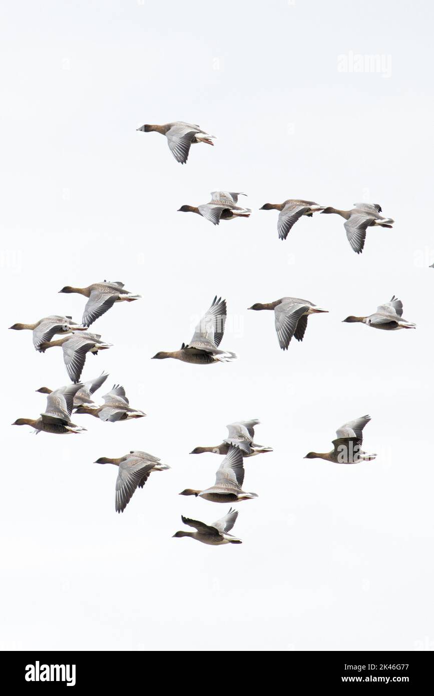 La Bernache à pieds roses (Anser barchyrhynchus) flock volant Norfolk UK GB septembre 2022 Banque D'Images
