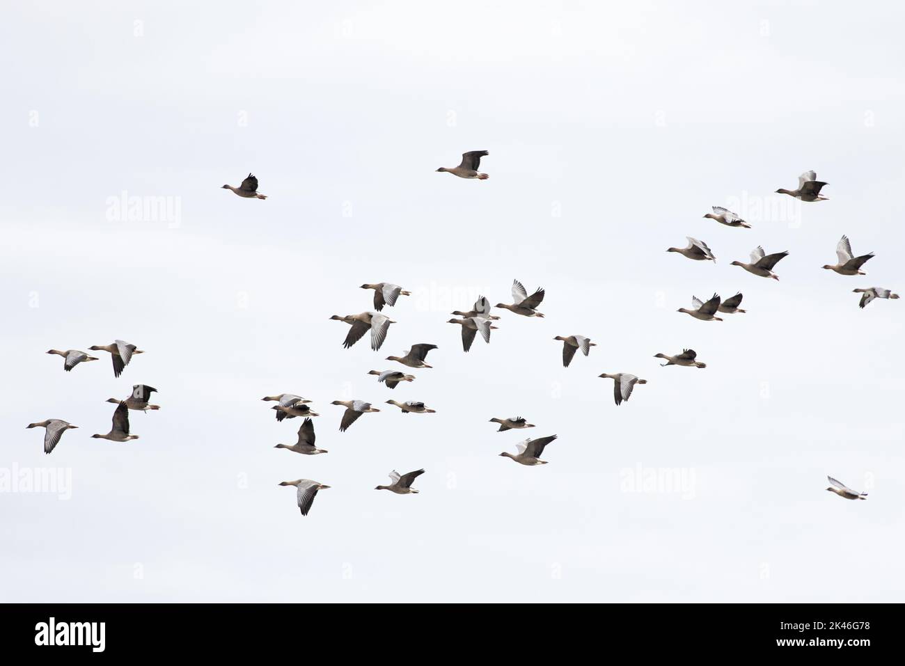 La Bernache à pieds roses (Anser barchyrhynchus) flock volant Norfolk UK GB septembre 2022 Banque D'Images