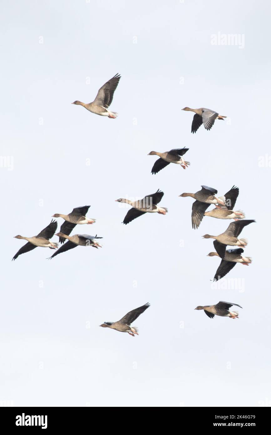 La Bernache à pieds roses (Anser barchyrhynchus) flock volant Norfolk UK GB septembre 2022 Banque D'Images