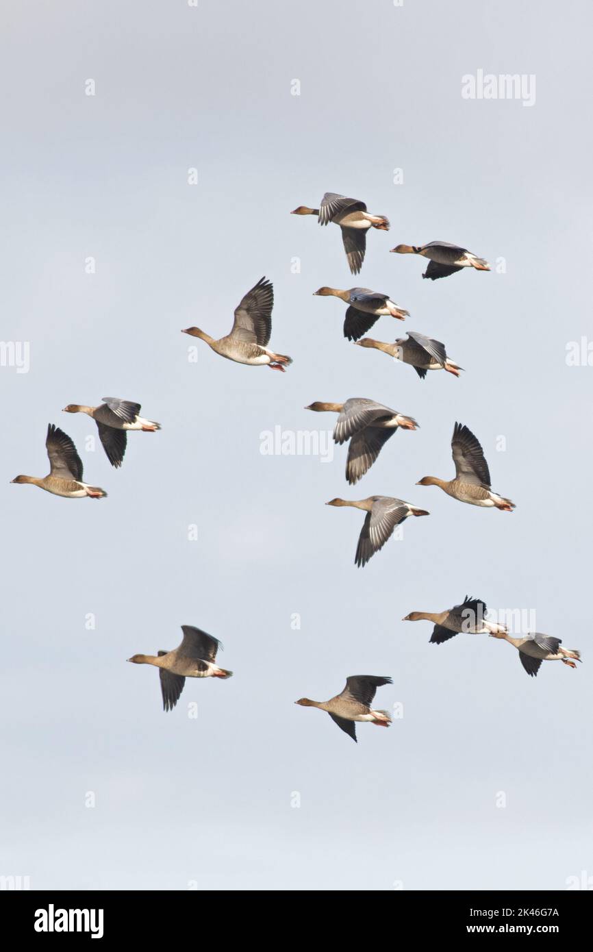 La Bernache à pieds roses (Anser barchyrhynchus) flock volant Norfolk UK GB septembre 2022 Banque D'Images