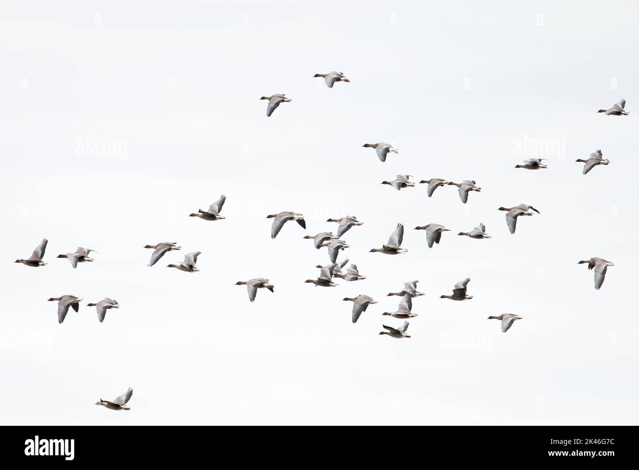 La Bernache à pieds roses (Anser barchyrhynchus) flock volant Norfolk UK GB septembre 2022 Banque D'Images