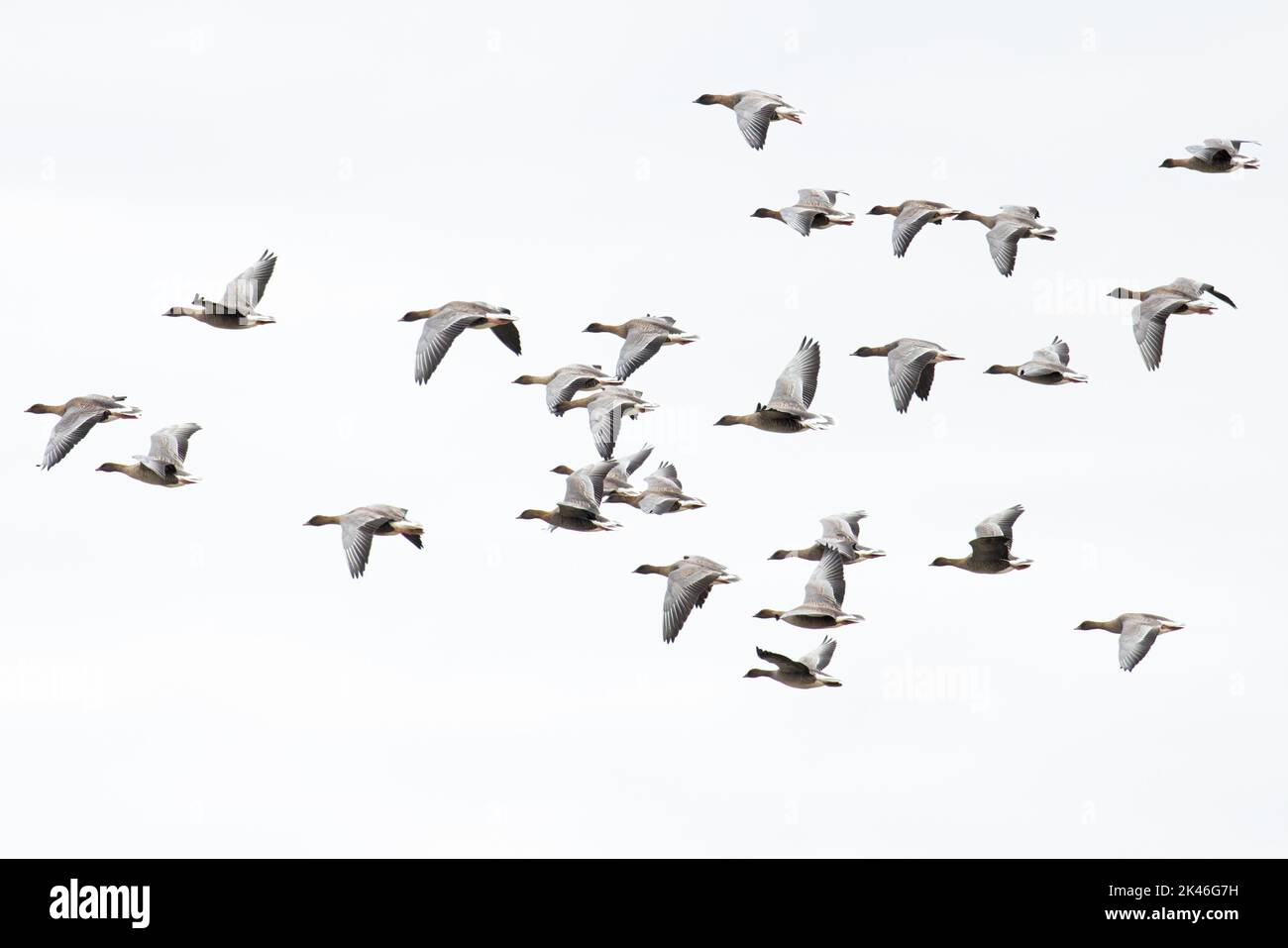 La Bernache à pieds roses (Anser barchyrhynchus) flock volant Norfolk UK GB septembre 2022 Banque D'Images