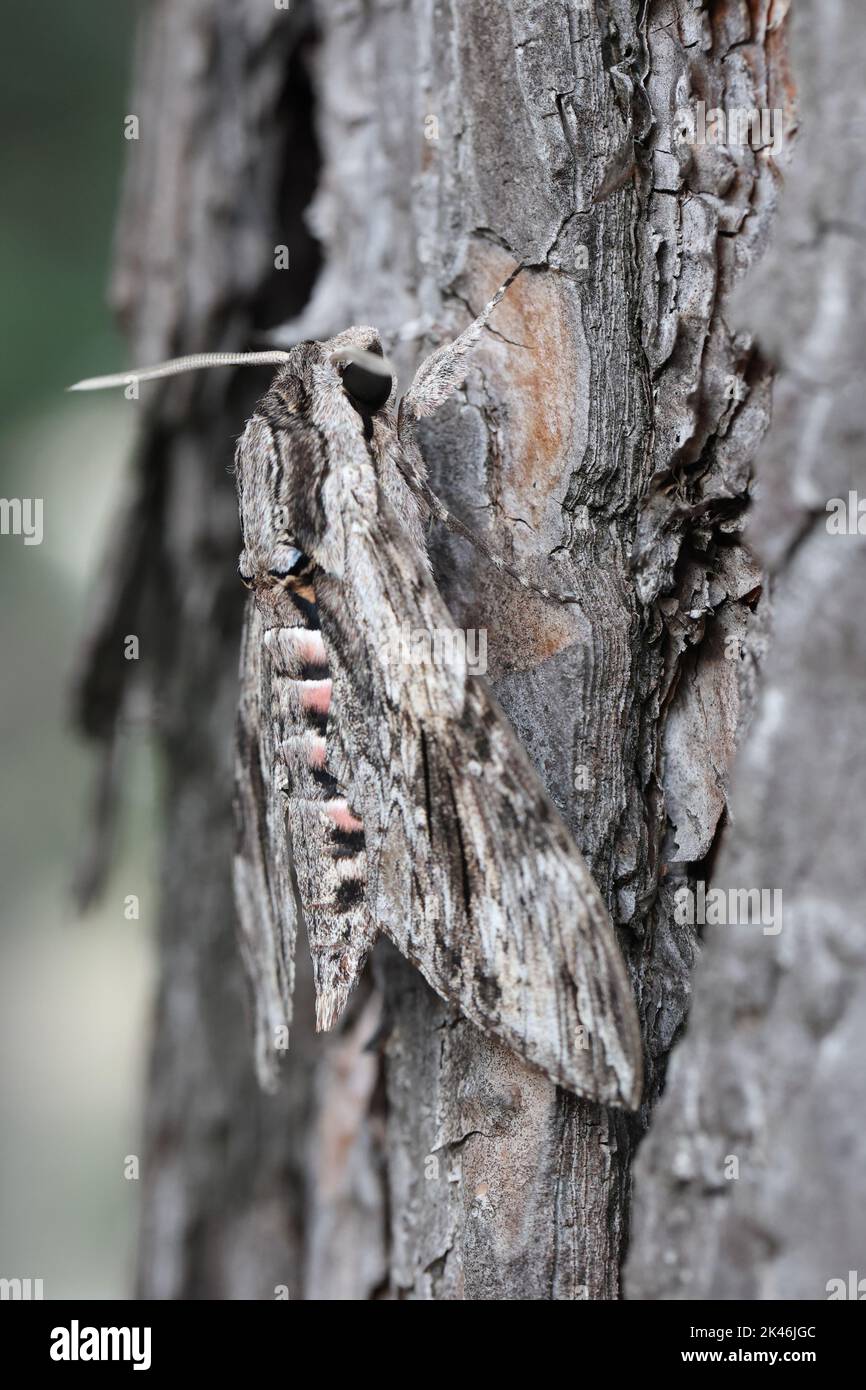 le faucon-moth de convolvulus se cachant à l'écorce d'un pin bien camouflé Banque D'Images