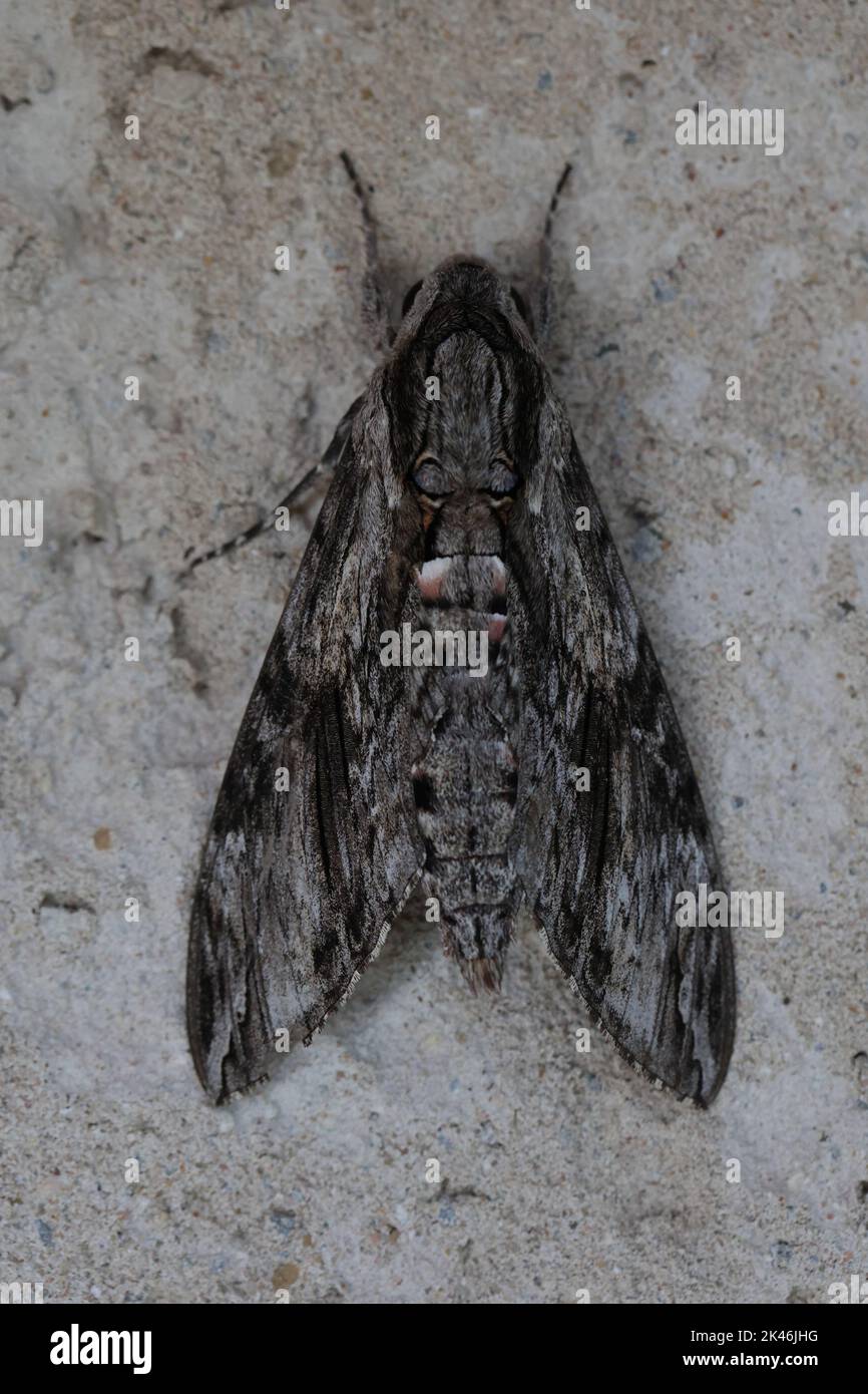 le faucon-moth de convolvulus se cachant à l'écorce d'un pin bien camouflé Banque D'Images