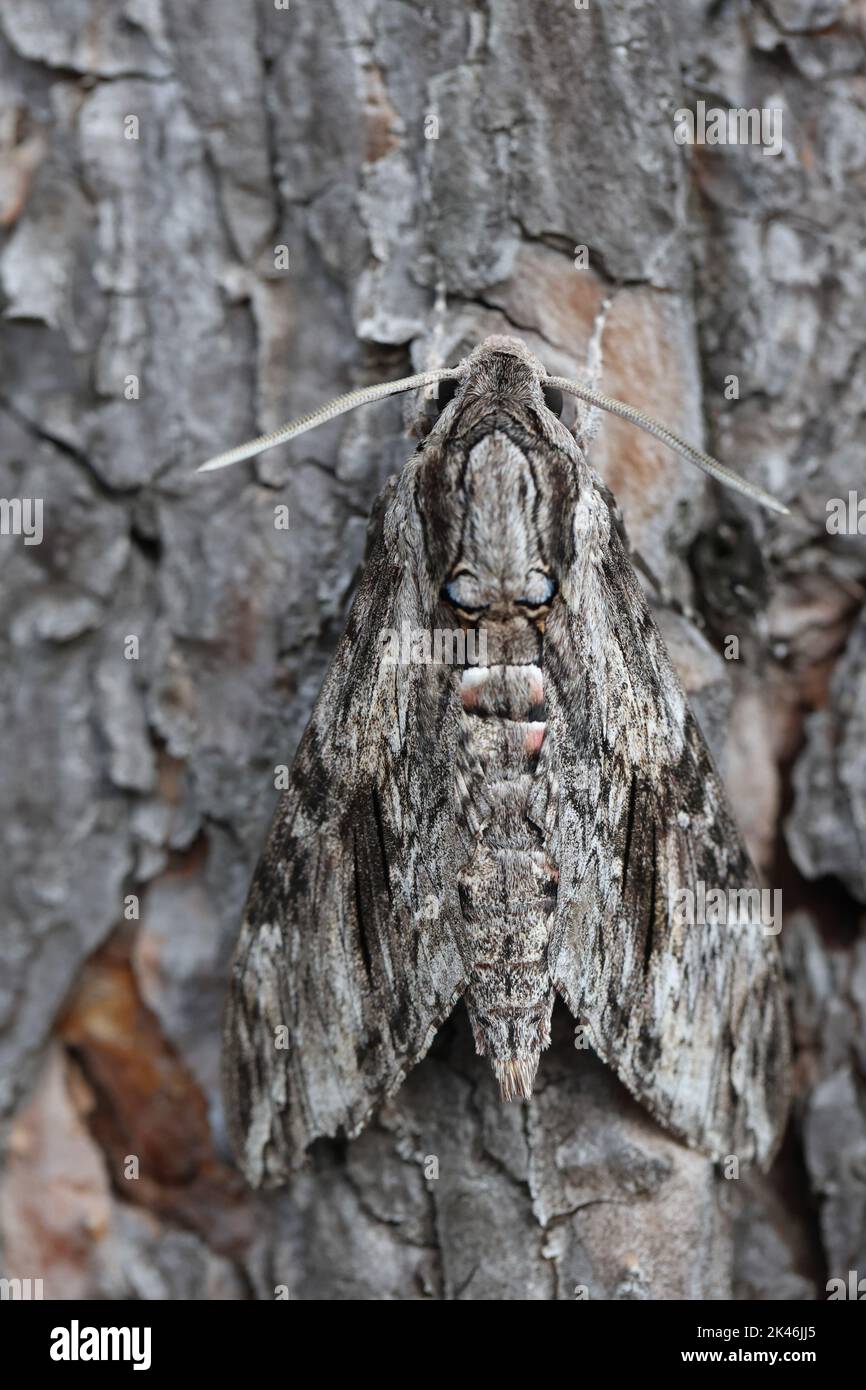 le faucon-moth de convolvulus se cachant à l'écorce d'un pin bien camouflé Banque D'Images