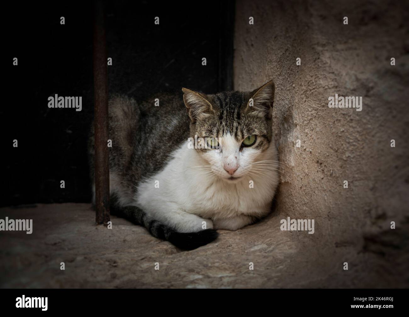 Chat noir et blanc errant regardant la caméra avec un regard de défi sur une fenêtre Banque D'Images