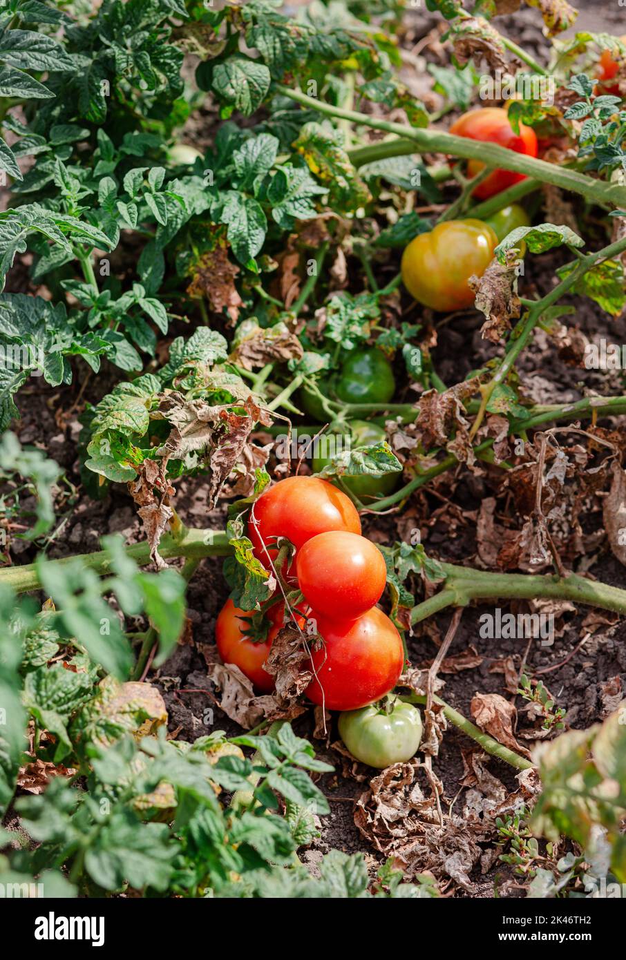 Les fruits de tomate sont affectés par une maladie bactérienne dans le sol ouvert. Tomates fléties des ravageurs. Récolte d'automne. Banque D'Images