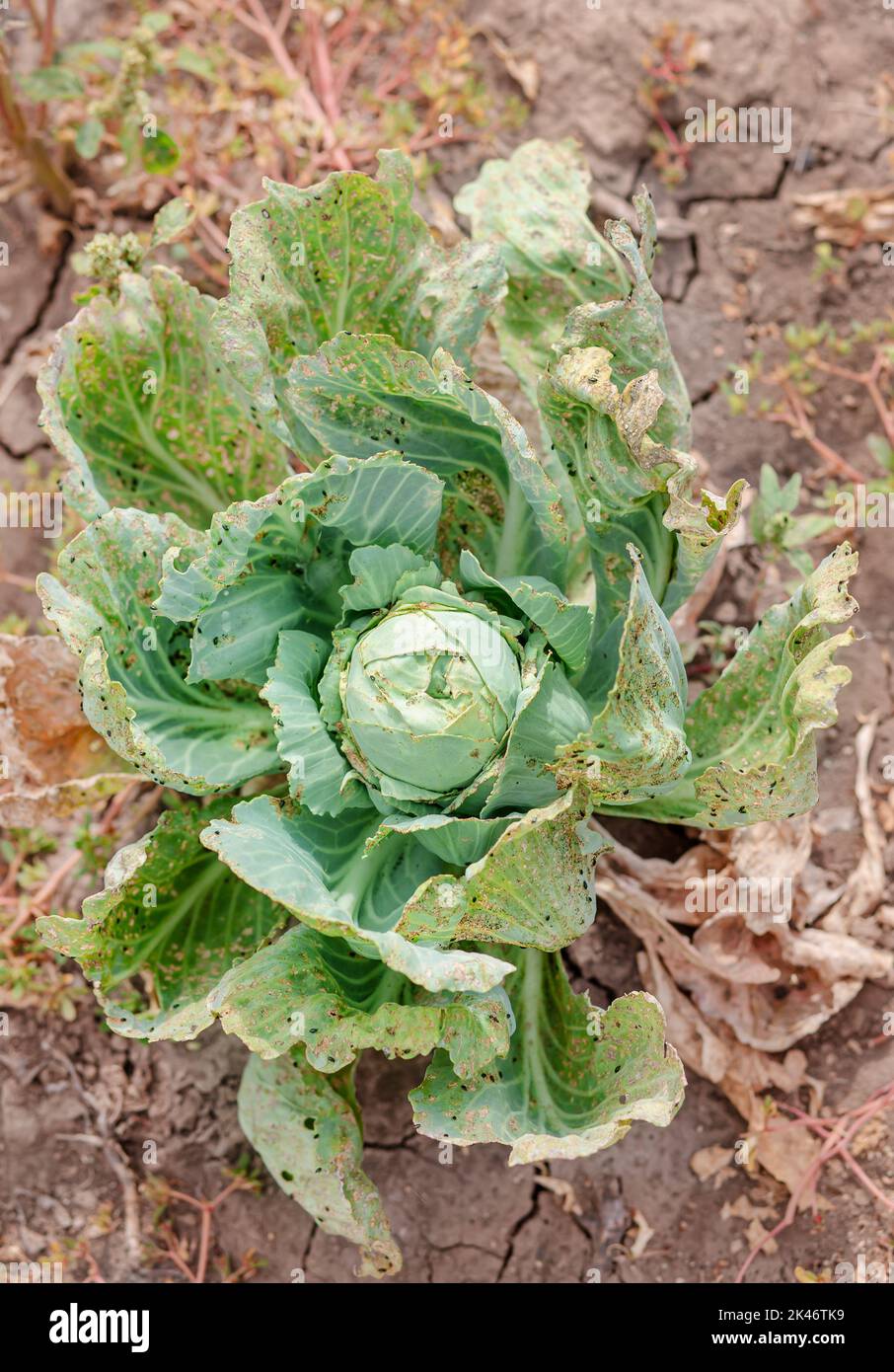 Chou dans le domaine agricole, mangé par des limaces. Les feuilles de — free download