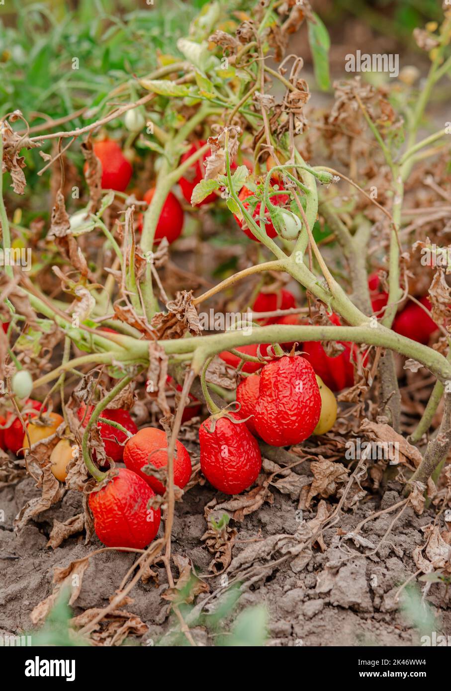 Les fruits de tomate sont affectés par une maladie bactérienne dans le sol ouvert. Tomates fléties des ravageurs. Récolte d'automne. Banque D'Images