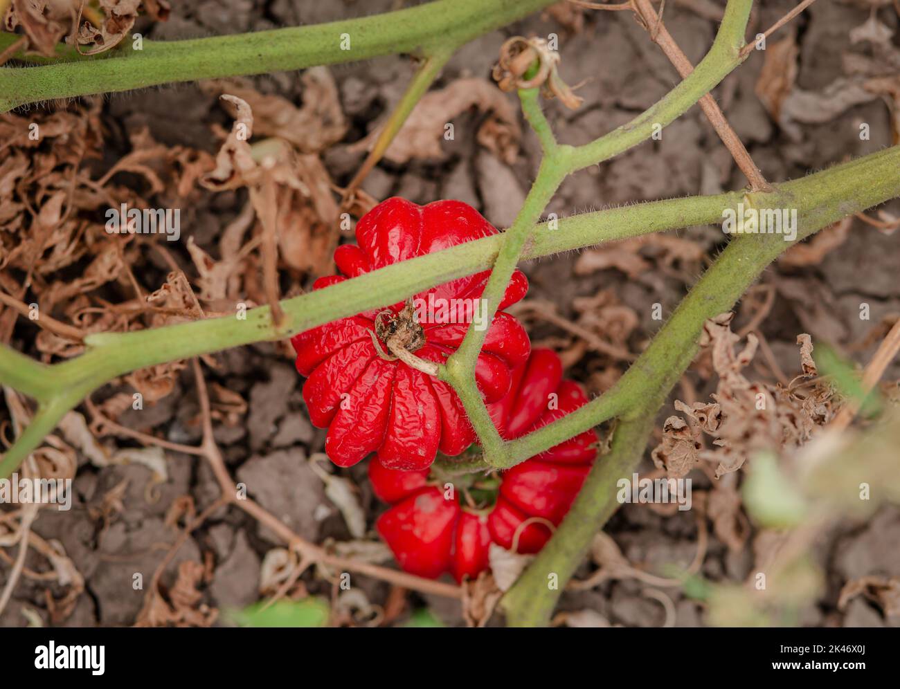 Les fruits de tomate sont affectés par une maladie bactérienne dans le sol ouvert. Tomates fléties des ravageurs. Récolte d'automne. Banque D'Images