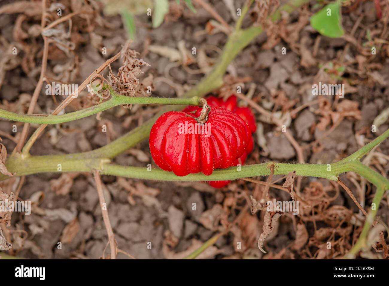 Les fruits de tomate sont affectés par une maladie bactérienne dans le sol ouvert. Tomates fléties des ravageurs. Récolte d'automne. Banque D'Images