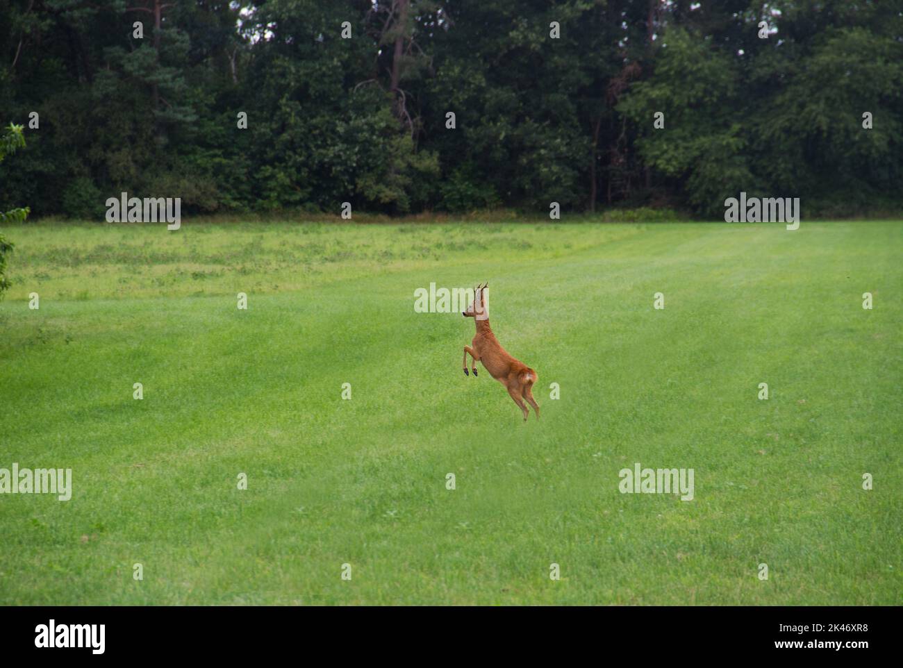 ROE cerf buck dans un pré, saut Banque D'Images