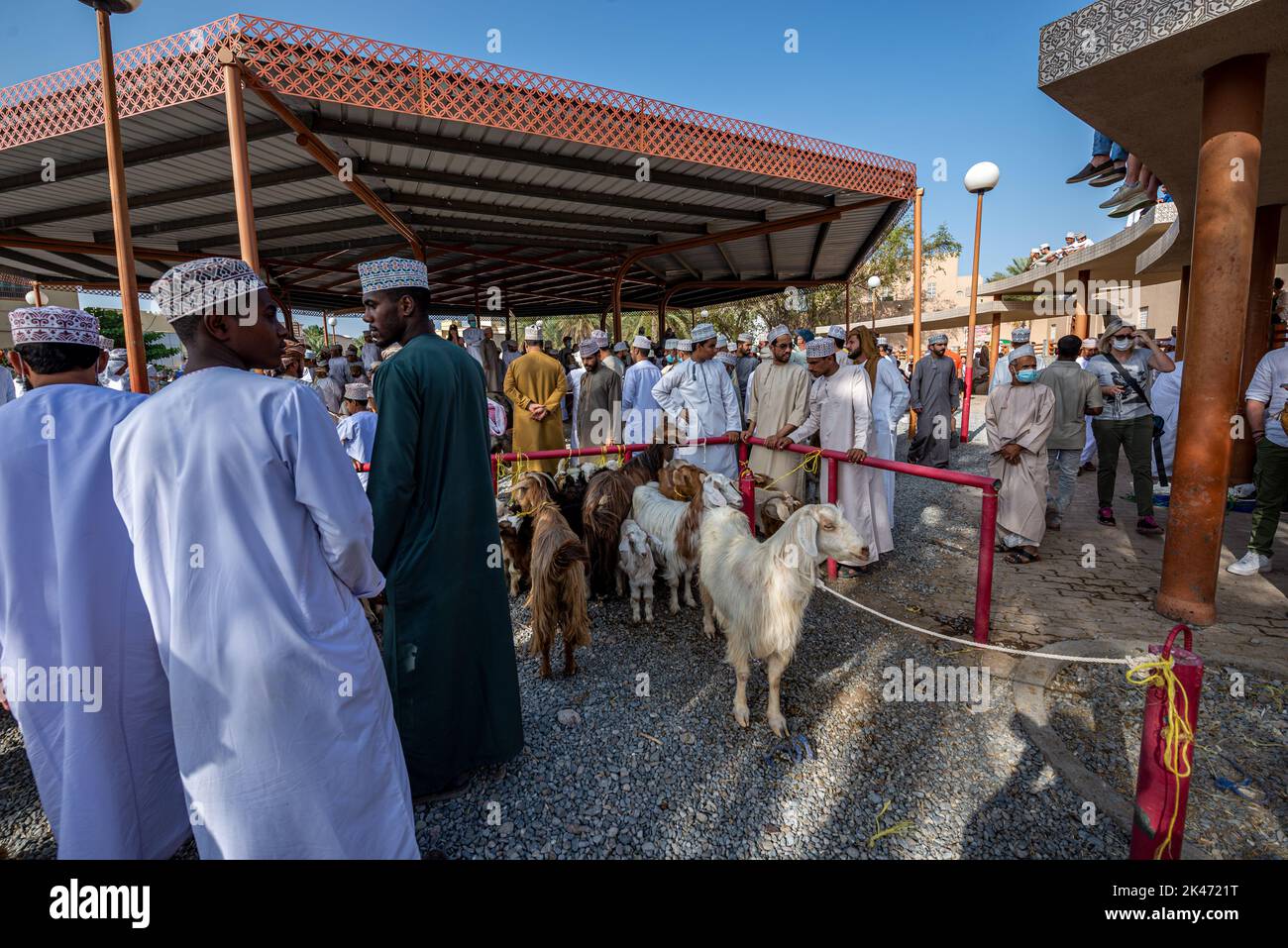 Vente de chèvres au marché du bétail du vendredi matin, Nizwa, Oman Banque D'Images