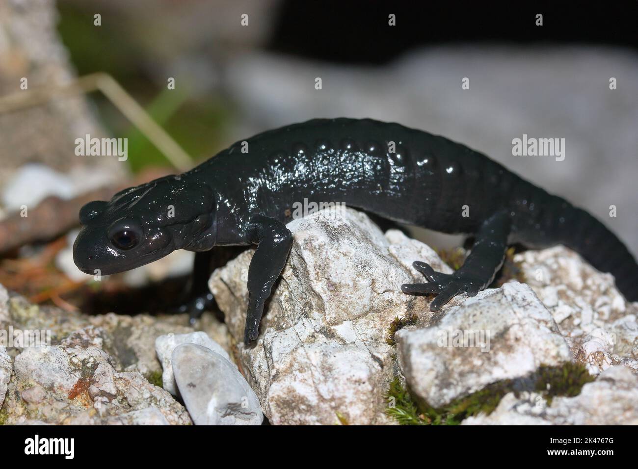 La salamandre alpine (Salamandra Salamatra) dans un habitat naturel Banque D'Images