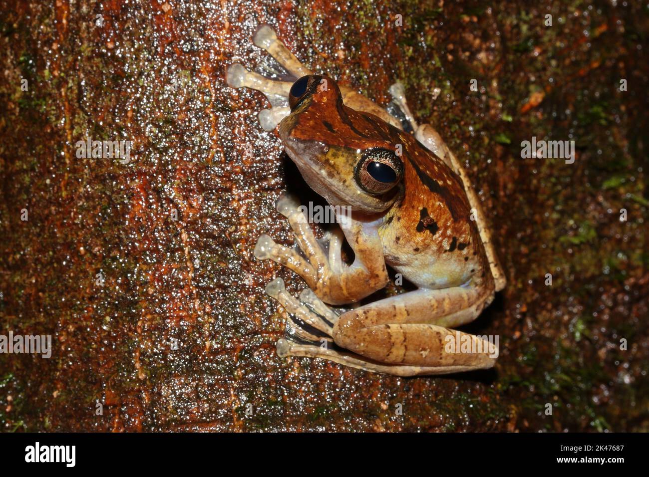 La grenouille volante de Harrisson, la grenouille brune (Leptomantis harrissoni - Rhacophorus harrissoni) dans un habitat naturel Banque D'Images