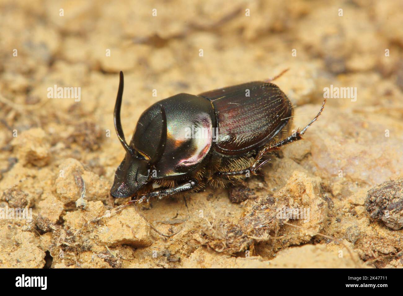 Le coléoptère Onthophagus illyricus mâle dans un habitat naturel Banque D'Images