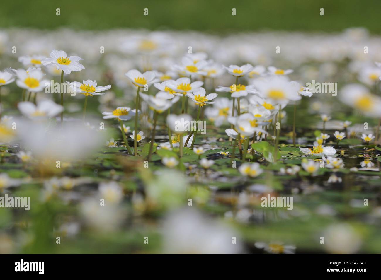 Le pied-de-biche commun ou le pied-de-biche blanc (Ranunculus aquatilis) fleurit entièrement à la surface de l'eau Banque D'Images