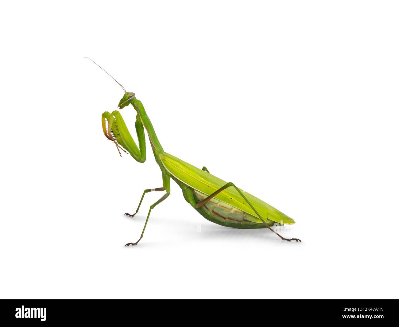 Mantis de prière européenne verte, sur les côtés. En regardant loin de l'appareil photo. Isolé sur fond blanc. Jambes avant hautes. Banque D'Images