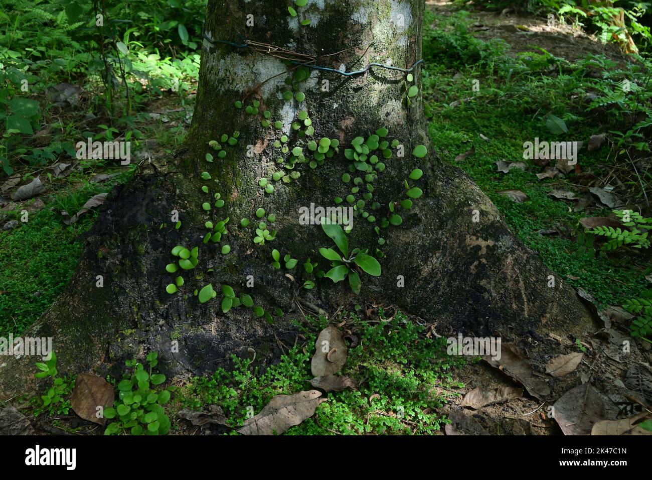 Petites variétés de fougères qui poussent à la surface d'un tronc d'arbre en caoutchouc près du sol. Banque D'Images