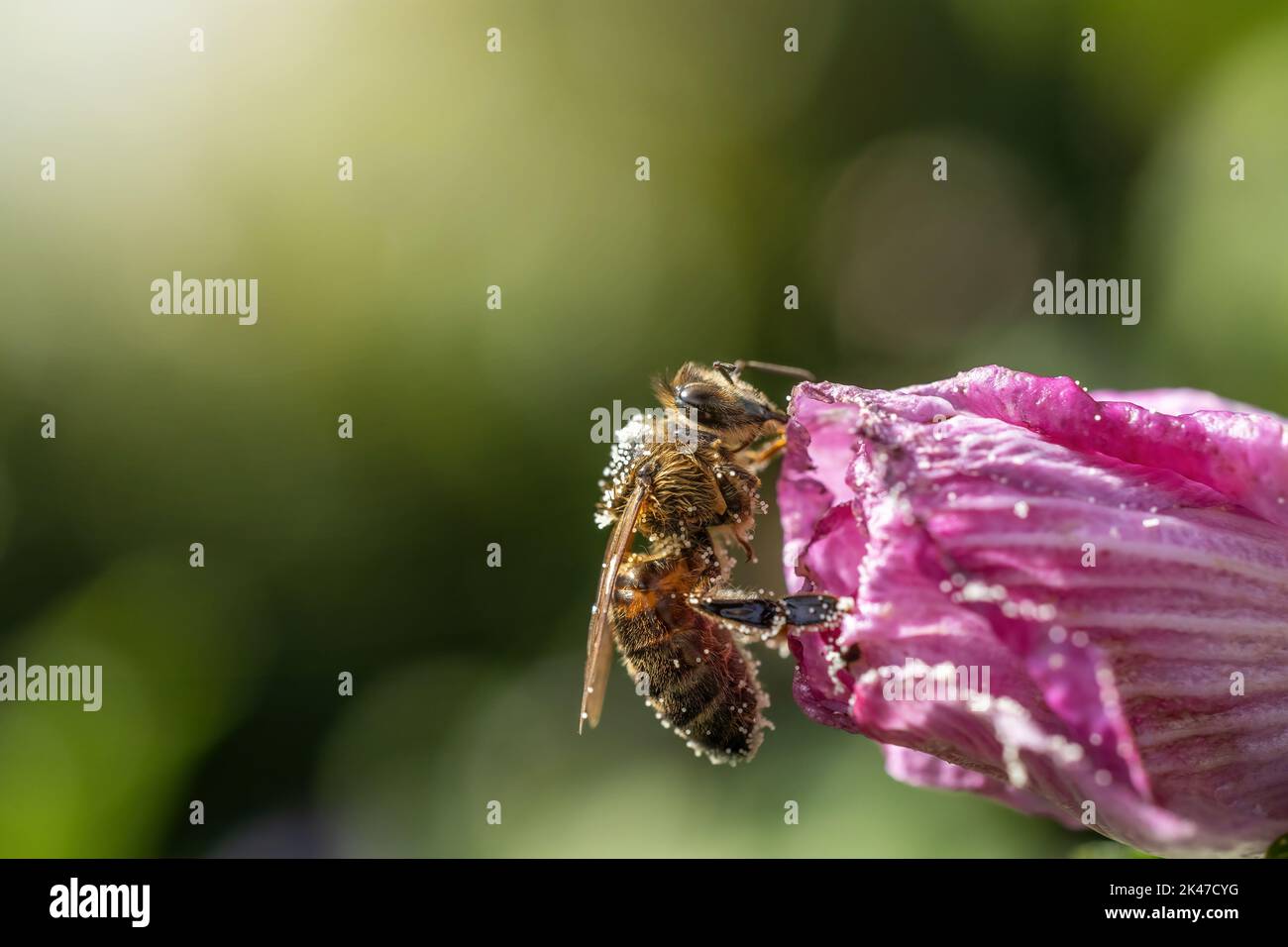 L'abeille est pollinisant la fleur. Horizontalement. Banque D'Images