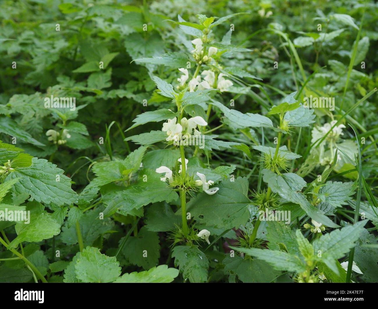 Album de Lamium, communément appelé ortie blanche ou ortie blanche et fleurs Banque D'Images