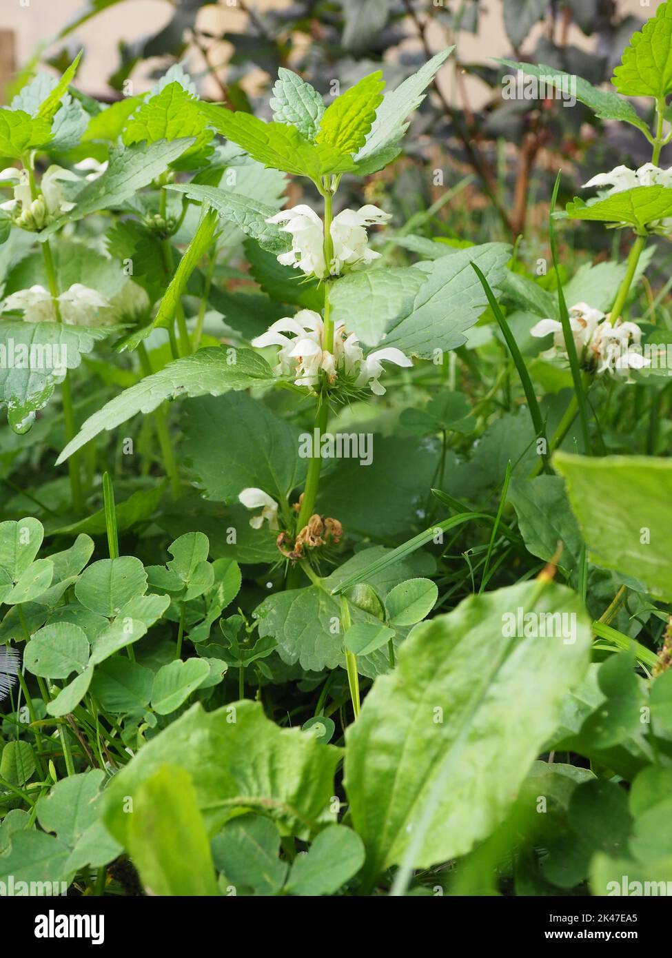 Album de Lamium, communément appelé ortie blanche ou ortie blanche et fleurs Banque D'Images