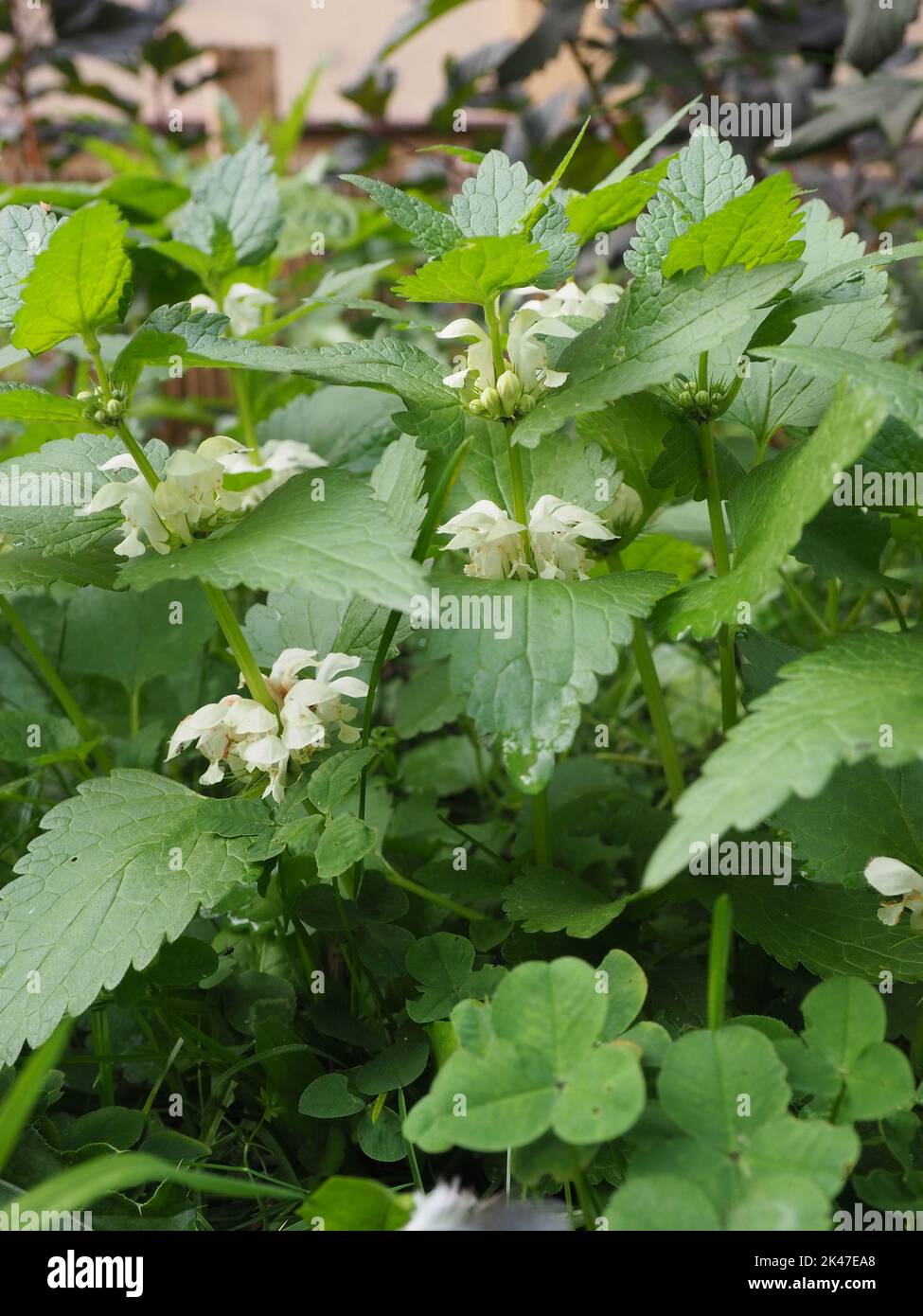 Album de Lamium, communément appelé ortie blanche ou ortie blanche et fleurs Banque D'Images