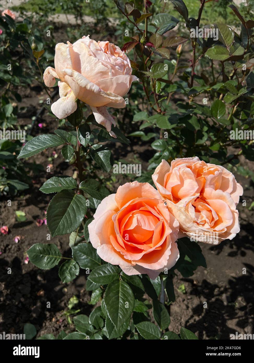 Gros plan d'une rose rose sur fond vert foncé. Photo de haute qualité. Banque D'Images