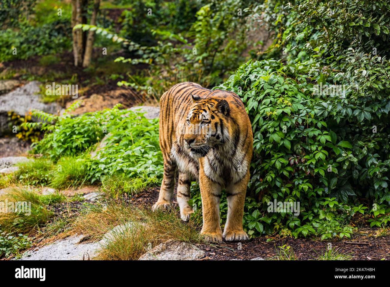 Impressionnant tigre dans une enceinte au zoo de Berlin, Berlin, Allemagne Banque D'Images