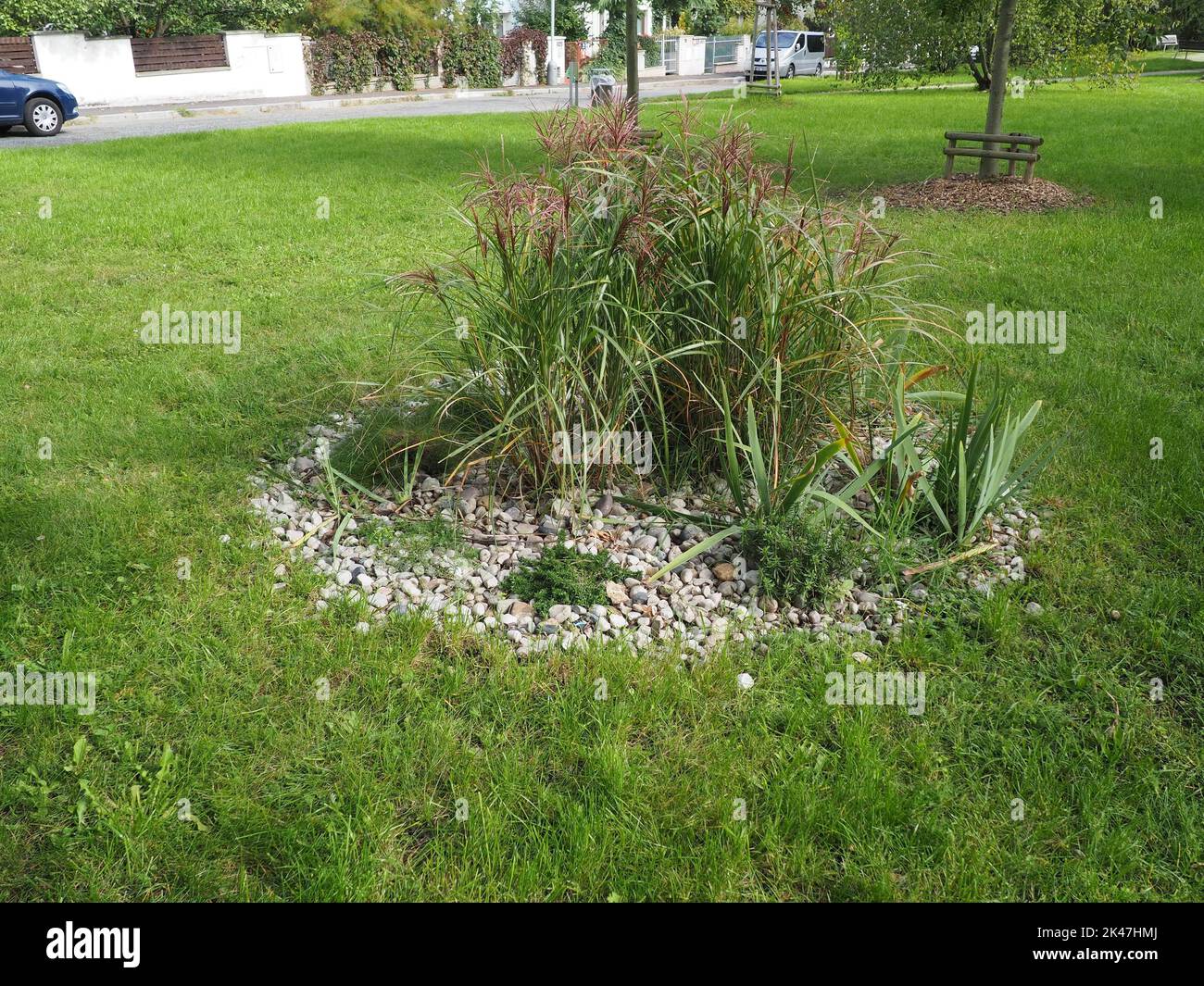 Bush d'herbe ornementale dans un parc public avec un grand et un petit arbre nouvellement planté en arrière-plan Banque D'Images