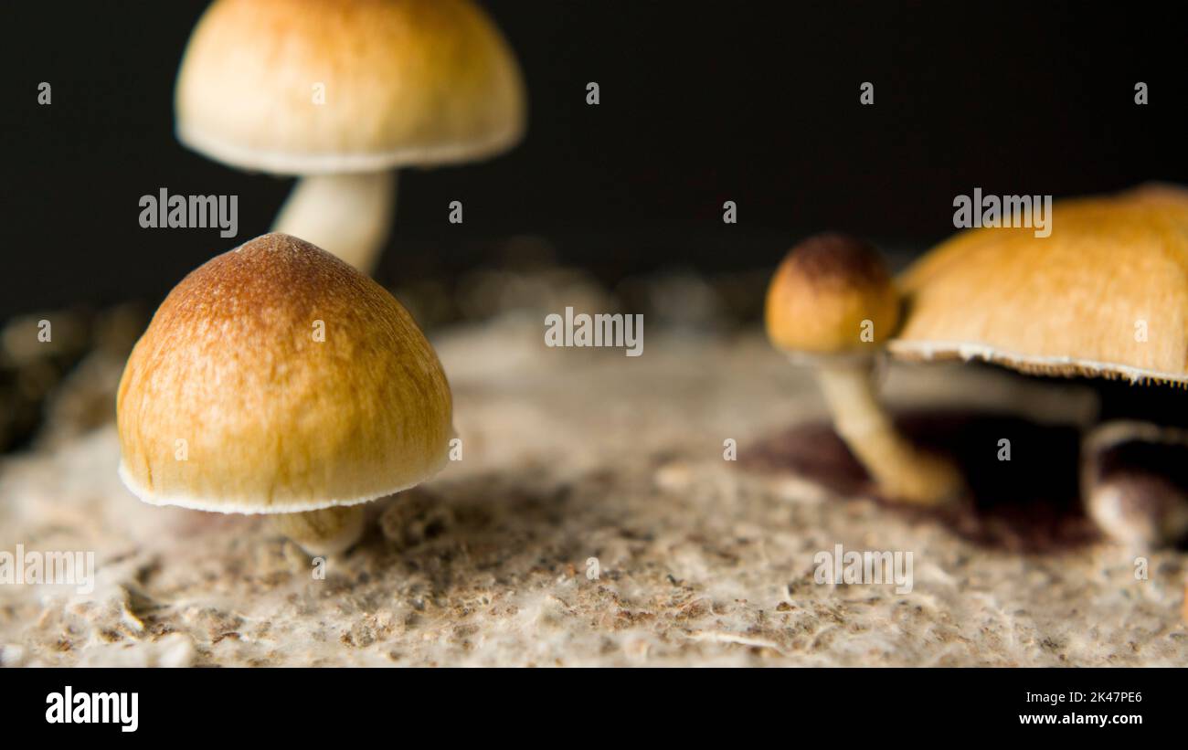 Gros plan macro magie champignons or enseignant cubensis psilocybin psilocine Banque D'Images