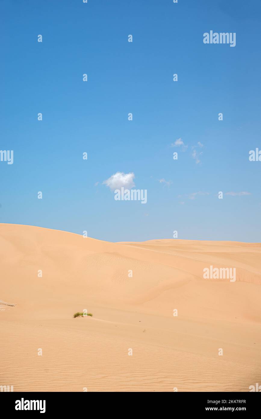 Dunes rougeâtres du désert de Wahiba Sands (Sharqiya Sands) dans le sud-est de l'Oman Banque D'Images