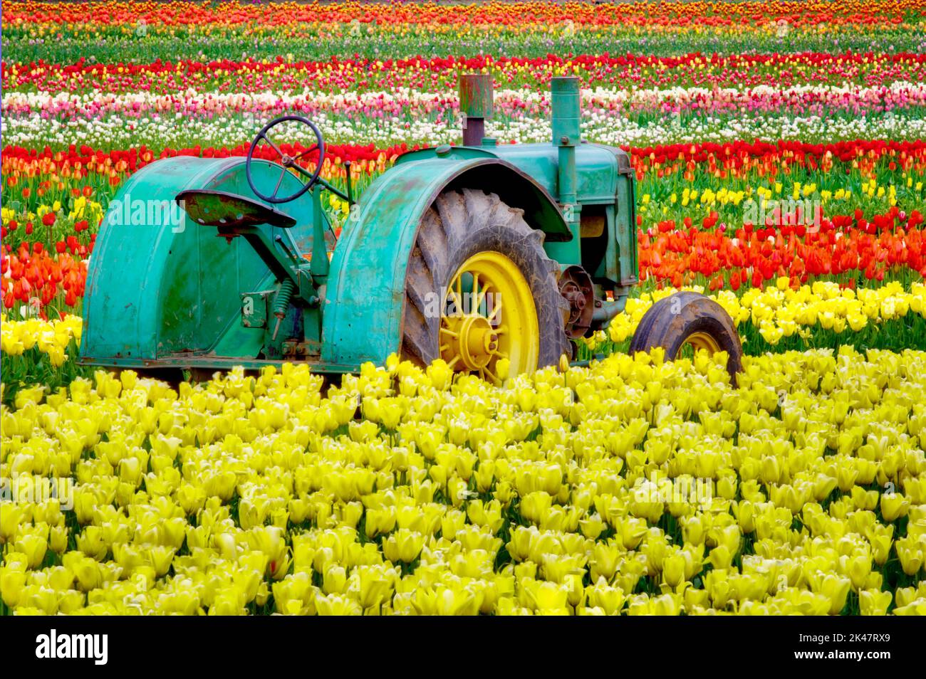 John Deer tracteur dans tulipe classé. Ferme de tulipes de chaussures en bois. Woodburn. Oregon Banque D'Images