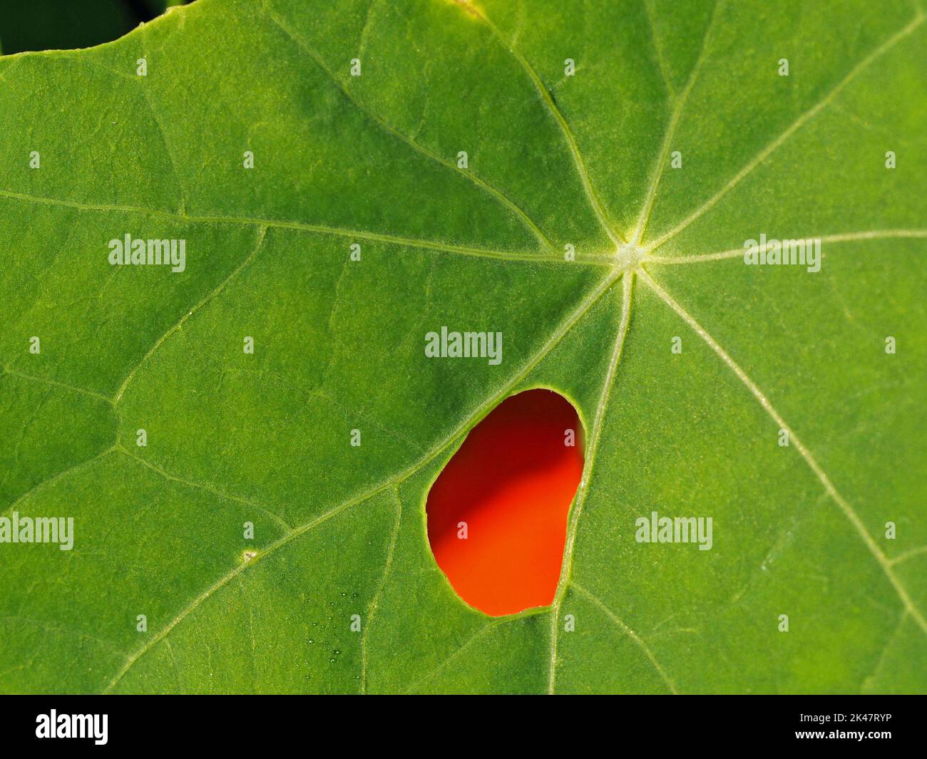 Trou rouge - pétale rouge vif vu à travers le trou dans la feuille de Naturtium vert vif avec un fort motif radial dans le jardin Angleterre Royaume-Uni Banque D'Images