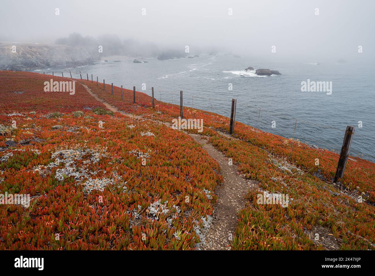 Plantes de glace qui poussent sur la côte de la baie de Bodega le jour de l'été, en Californie Banque D'Images
