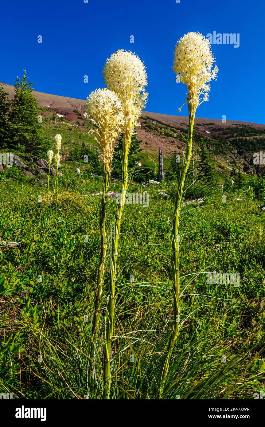 Une petite souche de Beargrass (Xérophyllum tenax) qui pousse sur une pente alpine exposée dans les Rocheuses du sud de l'Alberta Banque D'Images