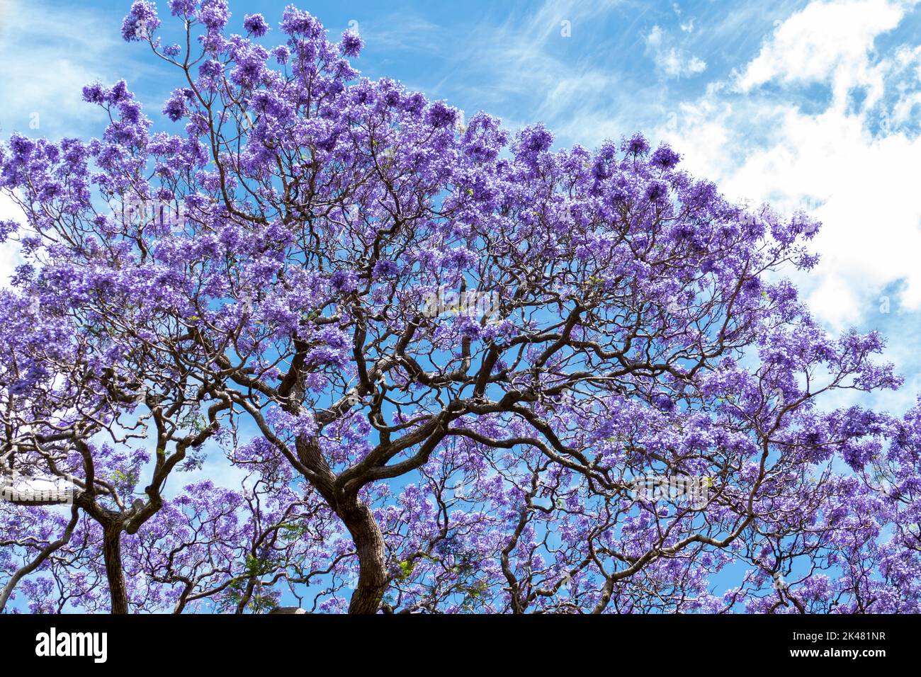 Jacaranda dans les Royal Botanic Gardens, Sydney, New South Wales, Australia Banque D'Images