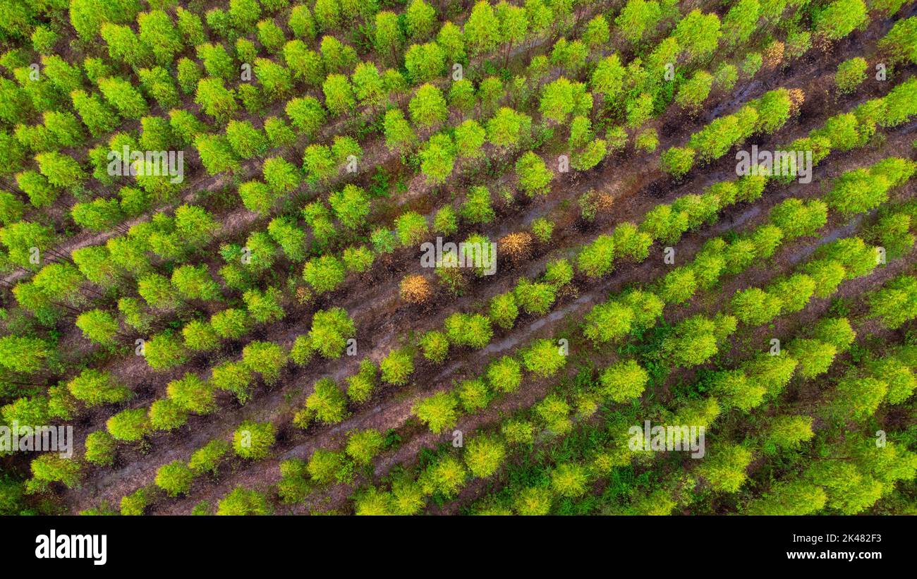 Vue aérienne de magnifiques paysages de zones agricoles ou de culture dans les pays tropicaux. Plantation d'eucalyptus en Thaïlande. Paysage naturel b Banque D'Images